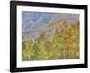 Aspen and Conifer Forest-Don Paulson-Framed Giclee Print