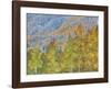 Aspen and Conifer Forest-Don Paulson-Framed Giclee Print