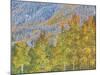 Aspen and Conifer Forest-Don Paulson-Mounted Giclee Print