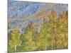 Aspen and Conifer Forest-Donald Paulson-Mounted Giclee Print