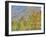 Aspen and Conifer Forest-Donald Paulson-Framed Giclee Print