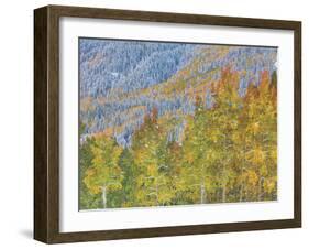 Aspen and Conifer Forest-Donald Paulson-Framed Giclee Print