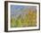 Aspen and Conifer Forest-Donald Paulson-Framed Giclee Print