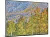 Aspen and Conifer Forest-Donald Paulson-Mounted Giclee Print