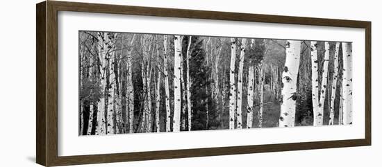 Aspen and Conifers Trees in a Forest, Granite Canyon, Grand Teton National Park, Wyoming, USA-null-Framed Photographic Print