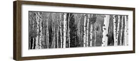 Aspen and Conifers Trees in a Forest, Granite Canyon, Grand Teton National Park, Wyoming, USA-null-Framed Photographic Print