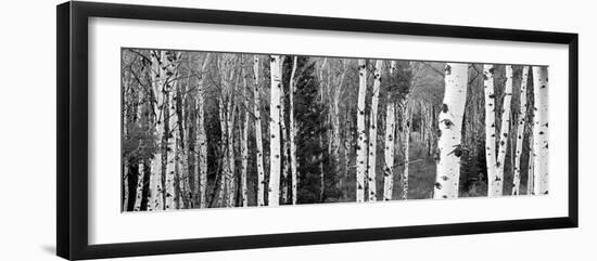 Aspen and Conifers Trees in a Forest, Granite Canyon, Grand Teton National Park, Wyoming, USA-null-Framed Photographic Print