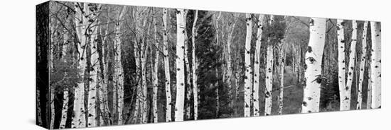 Aspen and Conifers Trees in a Forest, Granite Canyon, Grand Teton National Park, Wyoming, USA-null-Stretched Canvas