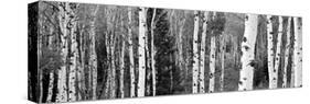 Aspen and Conifers Trees in a Forest, Granite Canyon, Grand Teton National Park, Wyoming, USA-null-Stretched Canvas