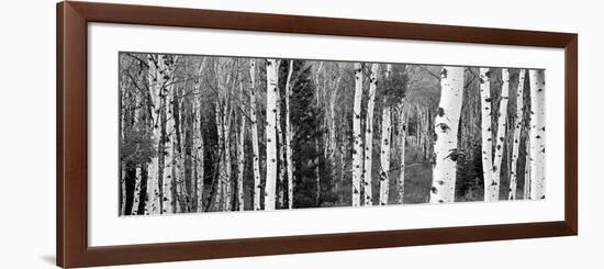 Aspen and Conifers Trees in a Forest, Granite Canyon, Grand Teton National Park, Wyoming, USA-null-Framed Photographic Print