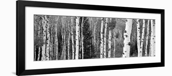 Aspen and Conifers Trees in a Forest, Granite Canyon, Grand Teton National Park, Wyoming, USA-null-Framed Photographic Print