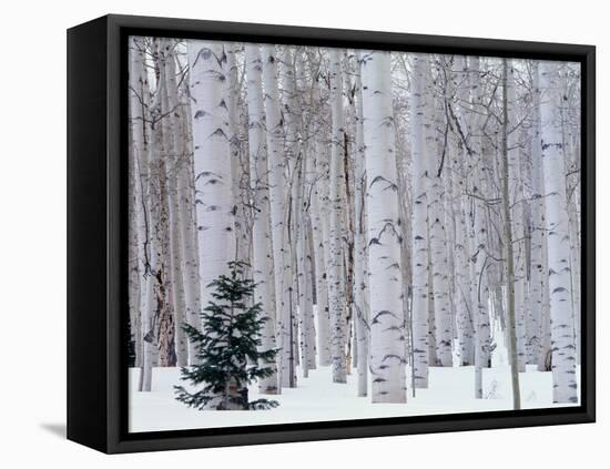 Aspen and Douglas Fir, Manti-Lasal National Forest, La Sal Mountains, Utah, USA-Scott T^ Smith-Framed Stretched Canvas