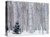 Aspen and Douglas Fir, Manti-Lasal National Forest, La Sal Mountains, Utah, USA-Scott T^ Smith-Stretched Canvas