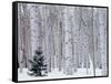 Aspen and Douglas Fir, Manti-Lasal National Forest, La Sal Mountains, Utah, USA-Scott T^ Smith-Framed Stretched Canvas