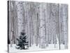 Aspen and Douglas Fir, Manti-Lasal National Forest, La Sal Mountains, Utah, USA-Scott T^ Smith-Stretched Canvas