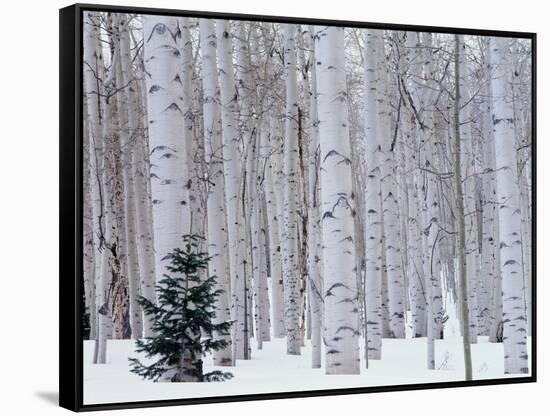 Aspen and Douglas Fir, Manti-Lasal National Forest, La Sal Mountains, Utah, USA-Scott T^ Smith-Framed Stretched Canvas