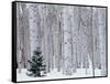 Aspen and Douglas Fir, Manti-Lasal National Forest, La Sal Mountains, Utah, USA-Scott T^ Smith-Framed Stretched Canvas