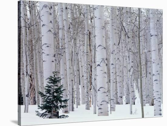 Aspen and Douglas Fir, Manti-Lasal National Forest, La Sal Mountains, Utah, USA-Scott T^ Smith-Stretched Canvas