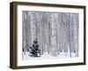 Aspen and Douglas Fir, Manti-Lasal National Forest, La Sal Mountains, Utah, USA-Scott T^ Smith-Framed Premium Photographic Print