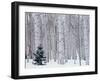 Aspen and Douglas Fir, Manti-Lasal National Forest, La Sal Mountains, Utah, USA-Scott T^ Smith-Framed Premium Photographic Print