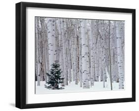 Aspen and Douglas Fir, Manti-Lasal National Forest, La Sal Mountains, Utah, USA-Scott T^ Smith-Framed Premium Photographic Print