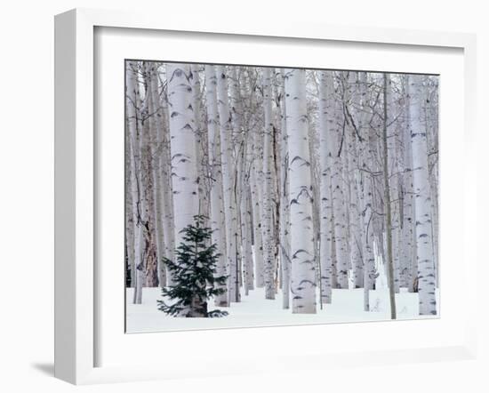 Aspen and Douglas Fir, Manti-Lasal National Forest, La Sal Mountains, Utah, USA-Scott T^ Smith-Framed Premium Photographic Print