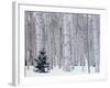 Aspen and Douglas Fir, Manti-Lasal National Forest, La Sal Mountains, Utah, USA-Scott T^ Smith-Framed Premium Photographic Print