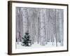 Aspen and Douglas Fir, Manti-Lasal National Forest, La Sal Mountains, Utah, USA-Scott T^ Smith-Framed Premium Photographic Print