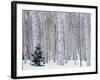 Aspen and Douglas Fir, Manti-Lasal National Forest, La Sal Mountains, Utah, USA-Scott T^ Smith-Framed Premium Photographic Print