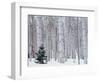 Aspen and Douglas Fir, Manti-Lasal National Forest, La Sal Mountains, Utah, USA-Scott T^ Smith-Framed Premium Photographic Print