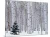 Aspen and Douglas Fir, Manti-Lasal National Forest, La Sal Mountains, Utah, USA-Scott T^ Smith-Mounted Photographic Print