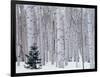 Aspen and Douglas Fir, Manti-Lasal National Forest, La Sal Mountains, Utah, USA-Scott T^ Smith-Framed Photographic Print