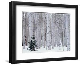 Aspen and Douglas Fir, Manti-Lasal National Forest, La Sal Mountains, Utah, USA-Scott T^ Smith-Framed Photographic Print