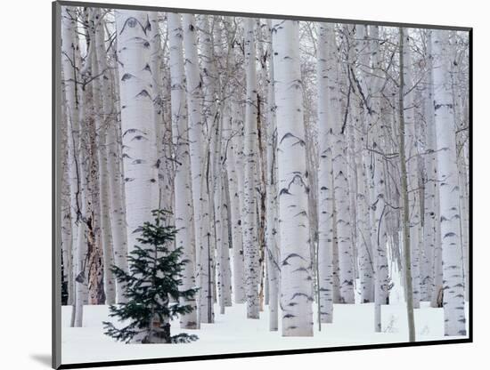 Aspen and Douglas Fir, Manti-Lasal National Forest, La Sal Mountains, Utah, USA-Scott T^ Smith-Mounted Photographic Print