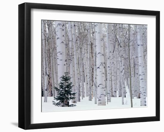 Aspen and Douglas Fir, Manti-Lasal National Forest, La Sal Mountains, Utah, USA-Scott T^ Smith-Framed Photographic Print