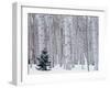 Aspen and Douglas Fir, Manti-Lasal National Forest, La Sal Mountains, Utah, USA-Scott T^ Smith-Framed Photographic Print