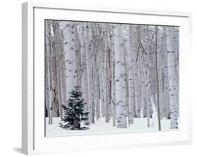 Aspen and Douglas Fir, Manti-Lasal National Forest, La Sal Mountains, Utah, USA-Scott T^ Smith-Framed Photographic Print