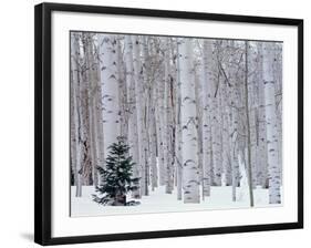 Aspen and Douglas Fir, Manti-Lasal National Forest, La Sal Mountains, Utah, USA-Scott T^ Smith-Framed Photographic Print