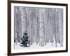 Aspen and Douglas Fir, Manti-Lasal National Forest, La Sal Mountains, Utah, USA-Scott T^ Smith-Framed Photographic Print