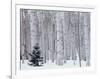 Aspen and Douglas Fir, Manti-Lasal National Forest, La Sal Mountains, Utah, USA-Scott T^ Smith-Framed Photographic Print