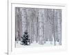 Aspen and Douglas Fir, Manti-Lasal National Forest, La Sal Mountains, Utah, USA-Scott T^ Smith-Framed Photographic Print