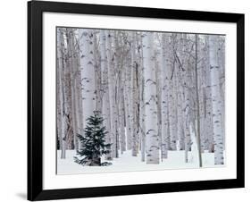 Aspen and Douglas Fir, Manti-Lasal National Forest, La Sal Mountains, Utah, USA-Scott T^ Smith-Framed Photographic Print