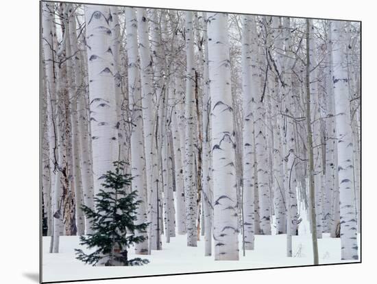 Aspen and Douglas Fir, Manti-Lasal National Forest, La Sal Mountains, Utah, USA-Scott T^ Smith-Mounted Photographic Print