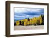 Aspen and Pines-Peter Milota Jr-Framed Photographic Print