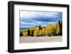 Aspen and Pines-Peter Milota Jr-Framed Photographic Print