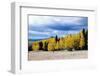 Aspen and Pines-Peter Milota Jr-Framed Photographic Print