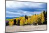 Aspen and Pines-Peter Milota Jr-Mounted Photographic Print