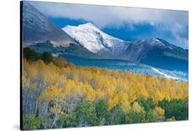 Aspen and Snow-Capped Peaks, La Sal Mountains, Utah-Tom Till-Stretched Canvas