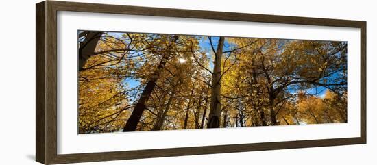 Aspen Autumn-Steve Gadomski-Framed Photographic Print