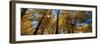 Aspen Autumn-Steve Gadomski-Framed Photographic Print